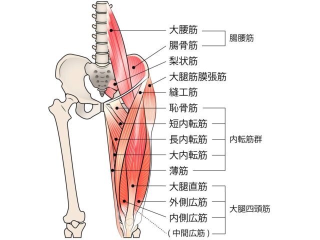 股関節の周りの筋肉